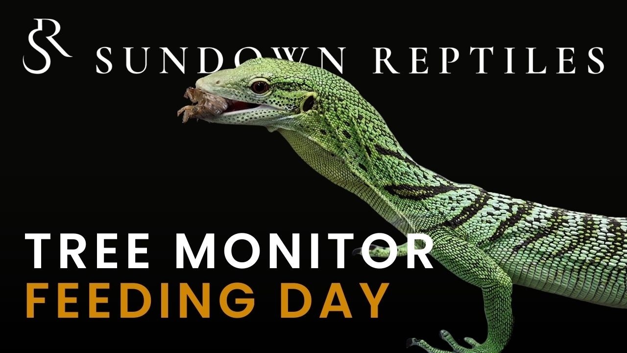 Feeding Day | What Do Tree Monitors Eat?