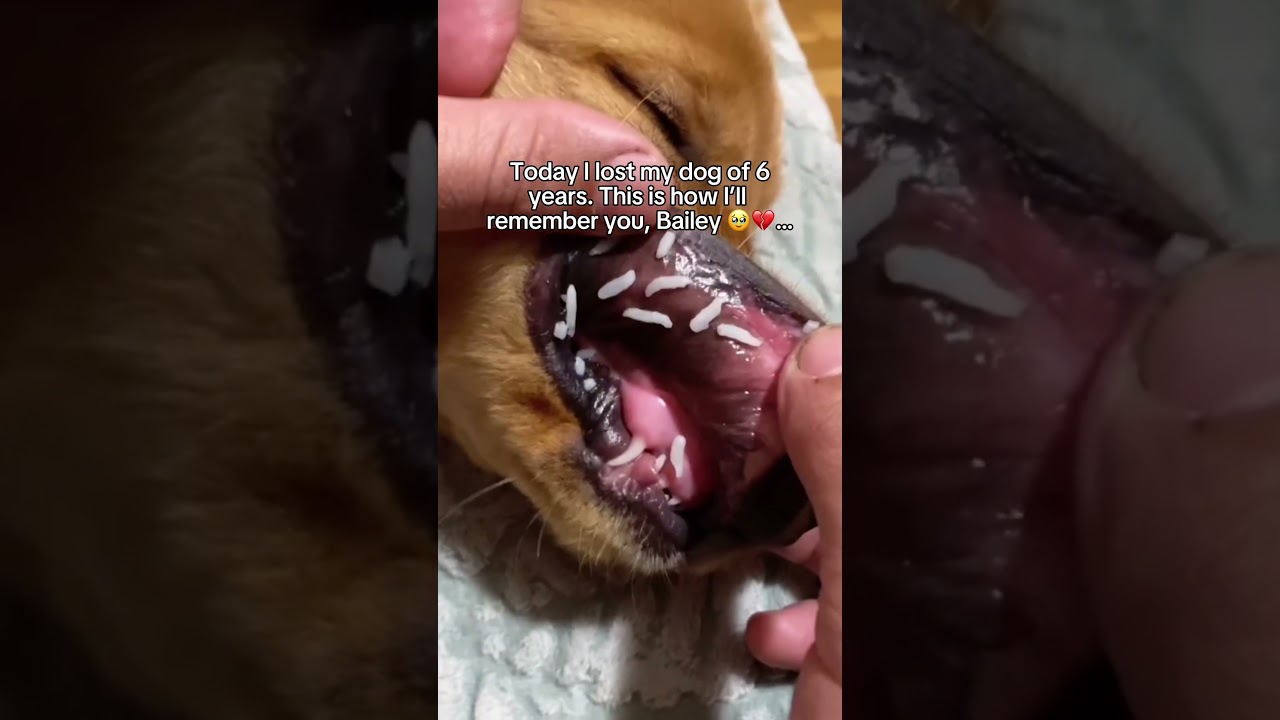 I’ll love you forever Bailey ❤️‍🩹