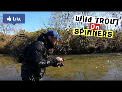 Small River Wild TROUT Fishing with Spinners 