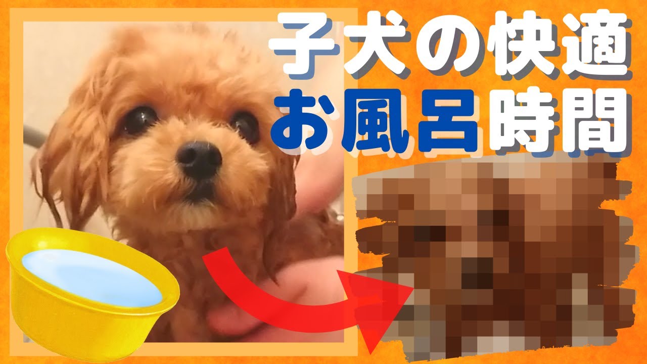 【子犬マルプー】お風呂の入れ方とコツ｜シャンプーすると激カワが激ワイルドに！ YouTube