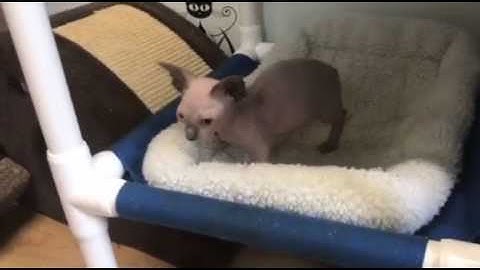 Watch the video about New Rare Cat Breed BamBob Kitten Playing