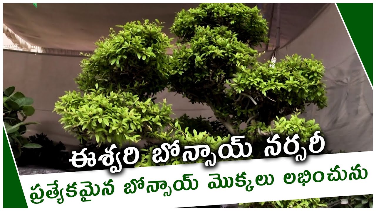 Eshwari's Bonsai Nursery Quality Bonsai Trees Grand Nursery Mela