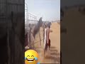 The Donkey Jumps Bravely Very Funny الحمار يقفز بشجاعة مضحك جدا 