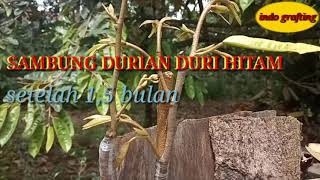 Sambung Pucuk Durian Duri Hitam