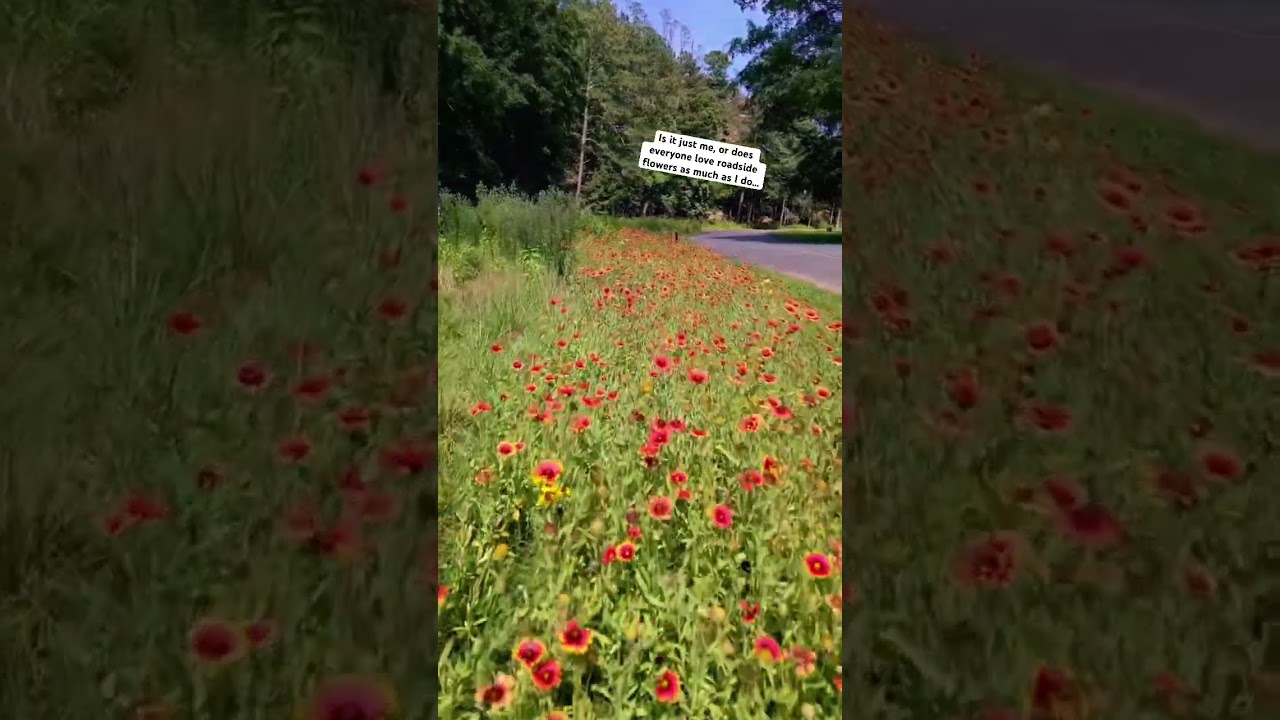 This Indian Blanket Flower sure is pretty! 