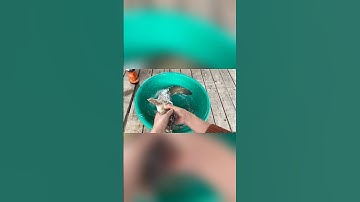 Cá lóc nướng than #tranbaoan #fishing #shorts