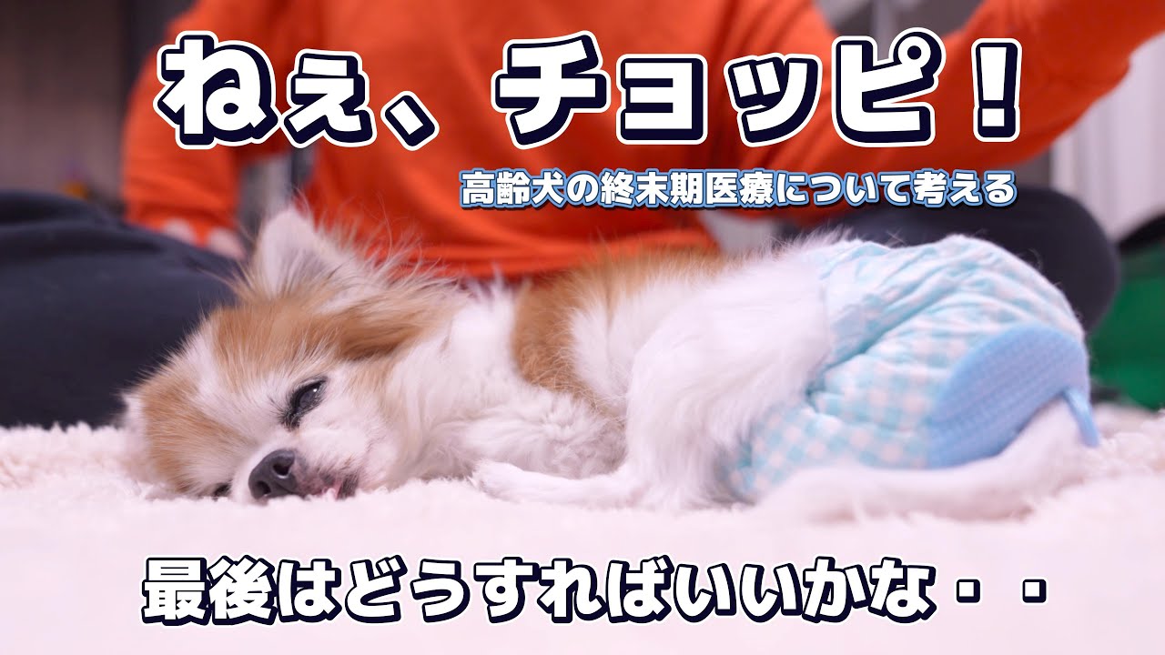 17歳お婆ちゃんチワワを苦しめないために飼い主が知っておくべき看取りの選択・・
