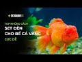 CÁ CHUYỆN | TOP NHỮNG CÁCH SET ĐÈN CHO BỂ CÁ VÀNG CỰC DỄ