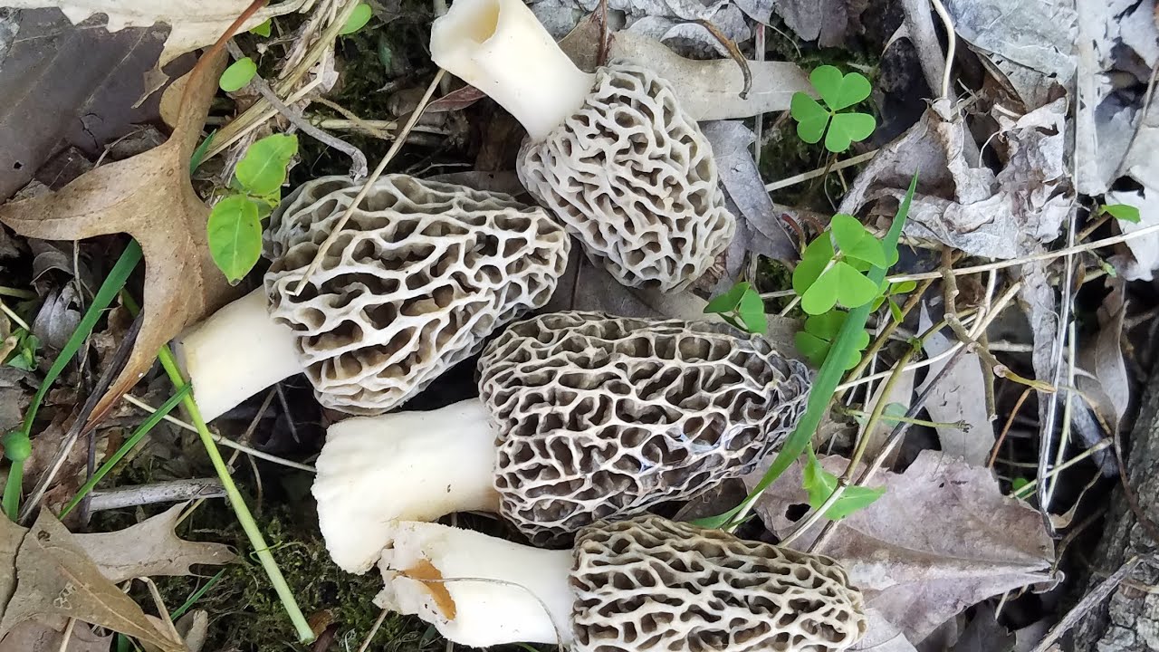 Indiana Morel Mushroom Hunt 2022 YouTube