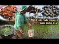 Cari Keong Sawah Buat Di Sate