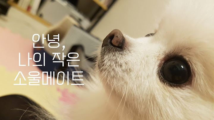 12년을 함께 한 나의 첫 강아지 사랑이와 이별하는 날.. | 강아지 폐렴 | 강아지 장례식