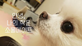 12년을 함께 한 나의 첫 강아지 사랑이와 이별하는 날.. | 강아지 폐렴 | 강아지 장례식