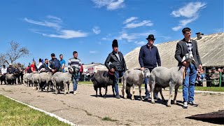 Parada berbecilor din rasa Karakul de la Popăuți -Botoșani / 30.04.2023