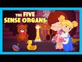 THE FIVE SENSE ORGANS : Stories For Kids In English | TIA &amp; TOFU Stories | Bedtime Stories For Kids