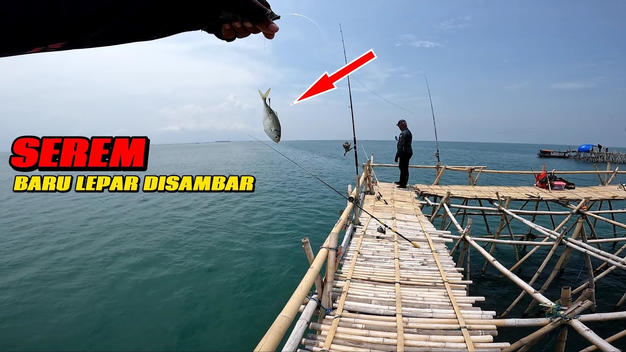 SADIS..!! GANASNYA IKAN DI BAGAN INI UMPAN BARU DI LEMPAR LANGSUNG DI SAMBAR