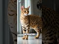 САМЫЙ ДОРОГОЙ Кот в мире