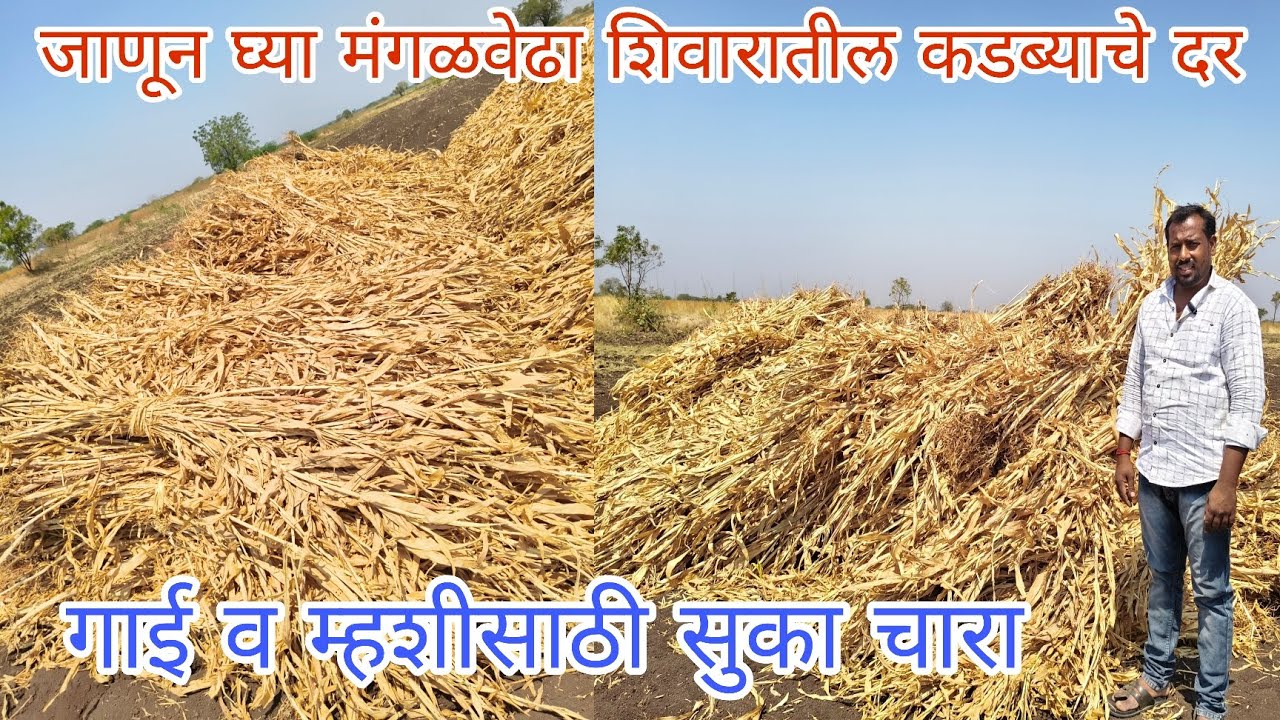 मंगळवेढा शिवारातील कडब्याचे व ज्वारीचे दर