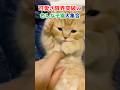 可愛さ限界突破w色んな子猫大集合