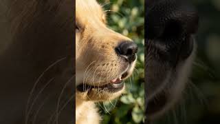 Mon chien a un museau en or (interdit de scroller)