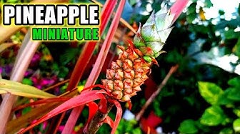 Ananas Youtube Ananas Youtube