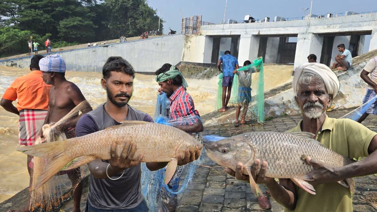 வீராணம் ஏரி மதகில் வெளியேறிய நீரில் பெரிய கெண்டை மீன்கள் | GIANT FISH CATCHING | LAKE FISHING