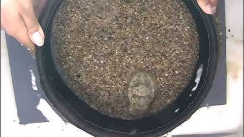 Camouflage in Common Cuttlefish (S. officinalis)