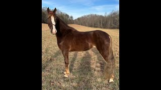 Ruby Red TWH Filly