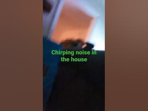 Chirping noise in the house - YouTube