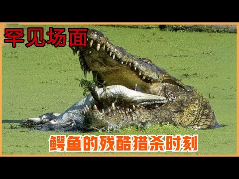 鱷魚發狂的時候有多恐怖？ 大鱷魚瘋狂虐殺鱷魚幼崽，15個鱷魚殘酷獵殺的罕見場面