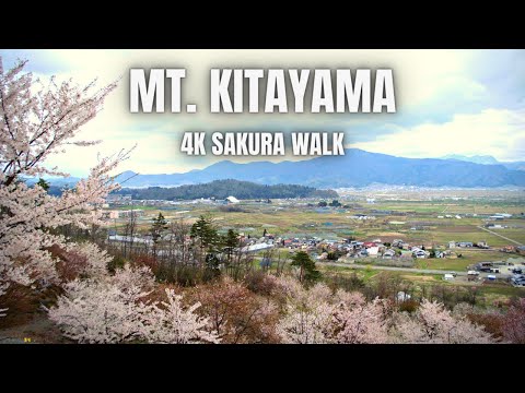 Cherry Blossom Mountain