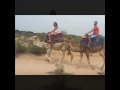 The camels safari