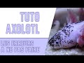 AXOLOTL / Tuto Axolotl, les erreurs à ne pas faire ! Semaine Conseils 1/7 -   EUBLEPHARIS