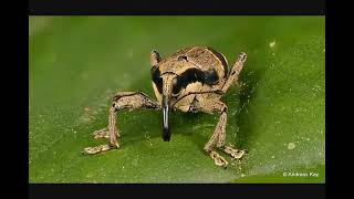 weevilslideshow.mp.mp.weave