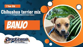 Chihuahua Mix~Banjo~Off Leash K9 Training Maryland~ 2 Week Board & Train Program by Off Leash K9 Training Maryland 3 views 2 weeks ago 7 minutes, 5 seconds