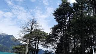 Devdar Tree In Kashmir