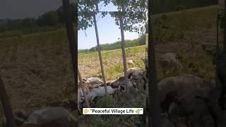 “Goat and Sheep Grazing 🐐🐑 | Peaceful Village Life 🌾”