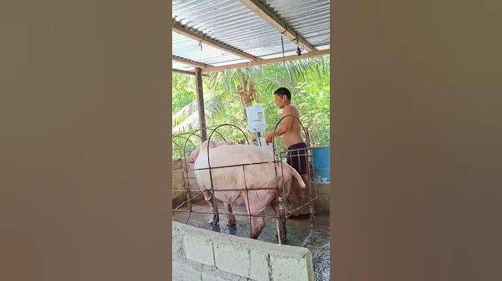 love mother pigs #hogs #pig #hogger #animals #pigfeed #pigfarming #farming