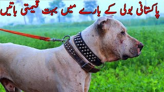 Stani Bully Kutta Information Bully Kutta Price Bully Kutta Diet Pure Bully Kutta