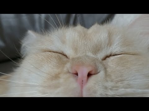 こたつの猫達LIVE配信　211211