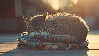 Stray Cat ASMR for Deep Relaxation – Gentle Purring, Paw Sounds & Ultra-Real Close-Ups screenshot 2