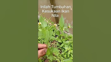 Thumbnail of Inilah Tumbuhan Yang Paling di Sukai Ikan Nila #shorts