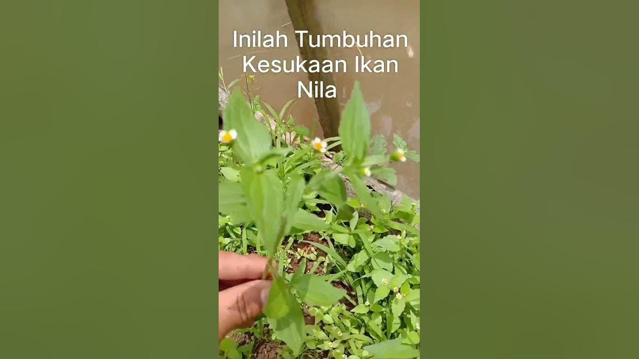 Inilah Tumbuhan Yang Paling di Sukai Ikan Nila #shorts