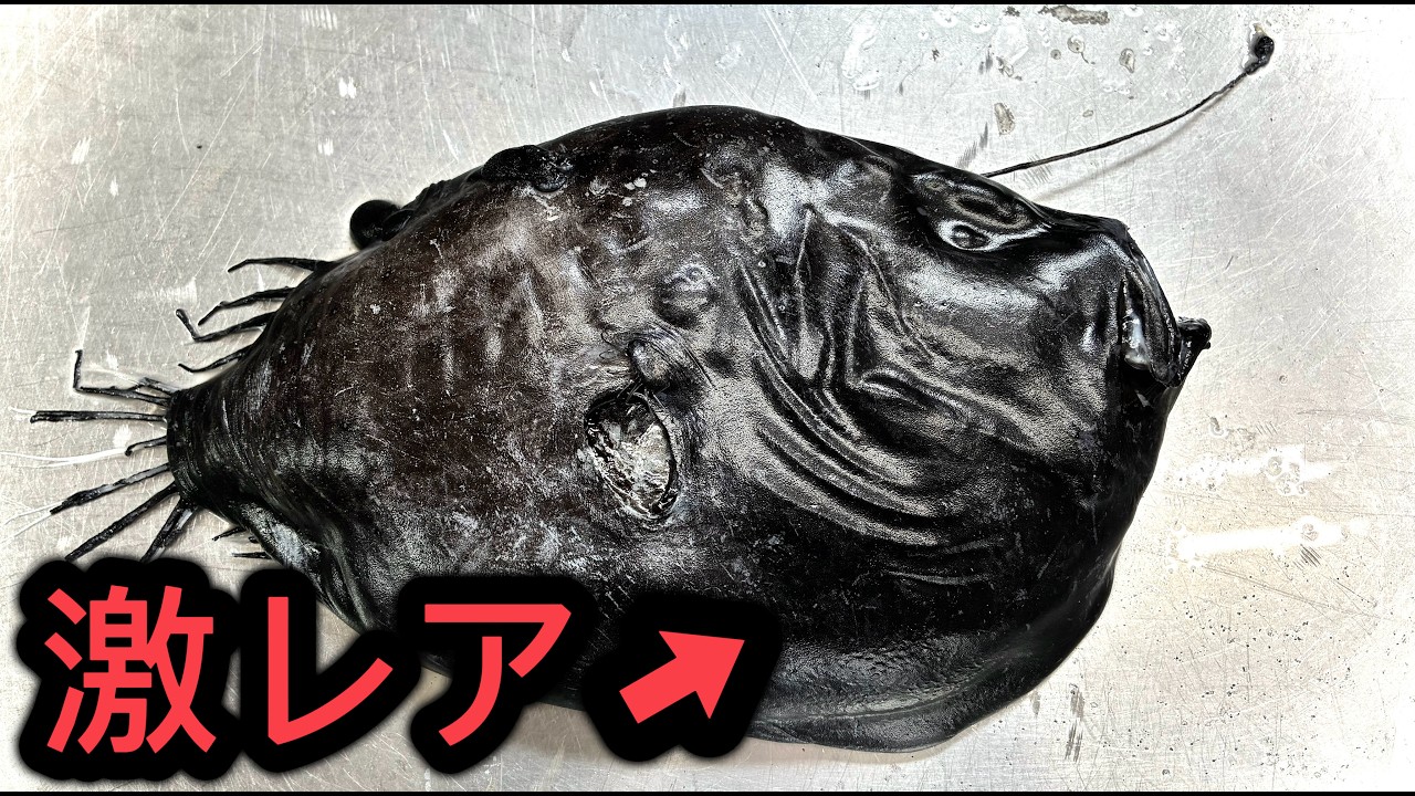 超貴重！！】幻の深海魚チョウチンアンコウの味が衝撃だった！！ - YouTube