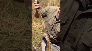 Famous 🐍 “The Silent Killer — The Mighty Python in Action! 🐍🔥 #Python #Wildlife #Nature” Wealth