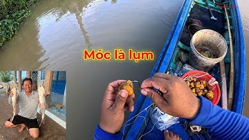 câu cá tra bằng mồi độc lạ trái gáo vàng