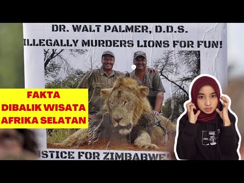 Video: Masalah Etika Selfie Singa Singa Di Afrika Selatan