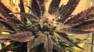 solfarmer jillybean harvest