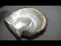 Turning Sea Shells Into Gold