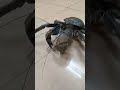 huge coconut crabs for dinner! #islandlife #pacificislands #coconutcrabs #crabvideo  #pacific