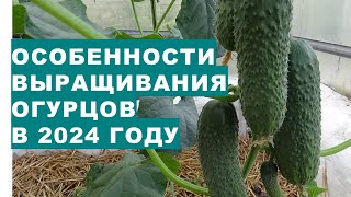 Features of growing cucumbers in 2024